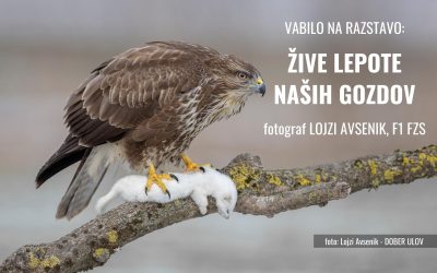 RAZSTAVA: vabljeni na ogled ŽIVE LEPOTE NAŠIH GOZDOV – Lojzi Avsenik