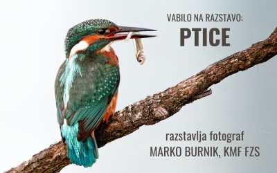 RAZSTAVA: vabilo na odprtje razstave PTICE – Marko Burnik